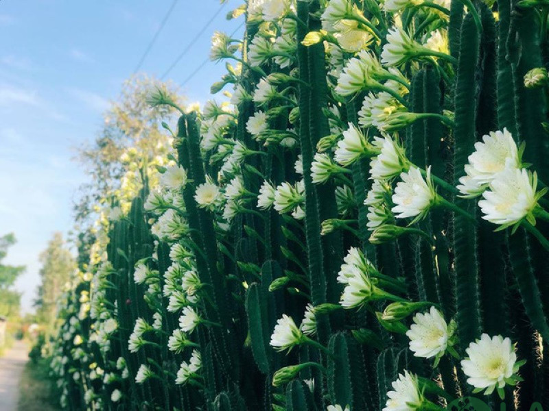 cây trồng làm hàng rào