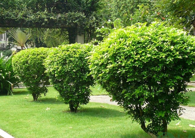 cây trồng làm hàng rào