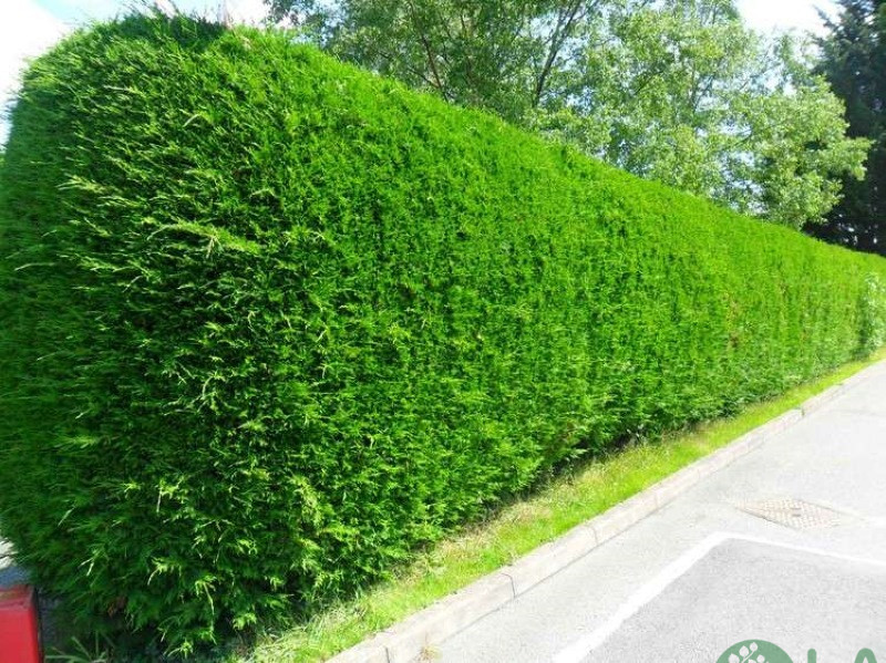 các loại cây trồng làm hàng rào