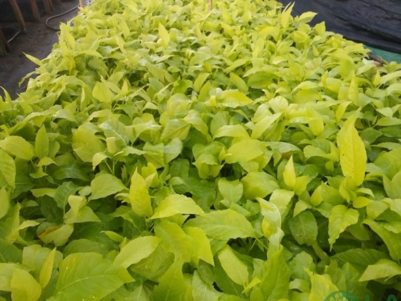 cây trồng làm hàng rào