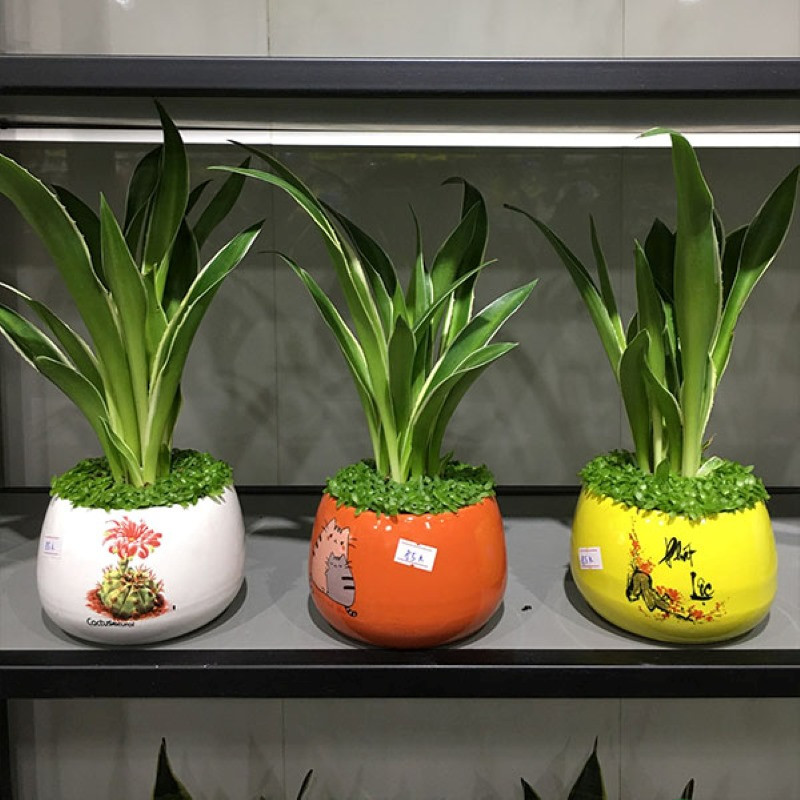 cây cảnh để bàn ngày tết cây cảnh để bàn ngày tết