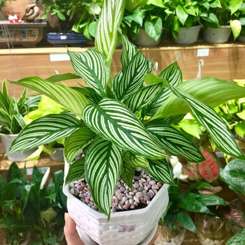 cây cảnh để bàn ngày tết cây cảnh để bàn ngày tết