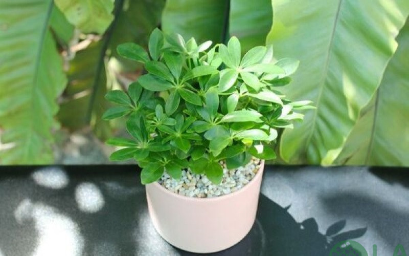 cây cảnh để bàn ngày tết cây cảnh để bàn ngày tết