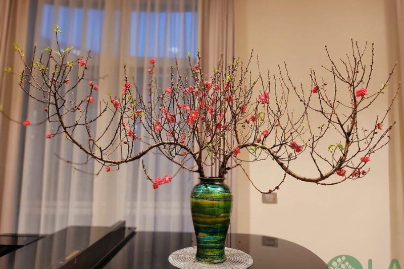 cây cảnh để bàn ngày tết cây cảnh để bàn ngày Tết