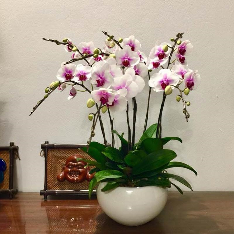 cây cảnh để bàn ngày tết cây cảnh để bàn ngày tết