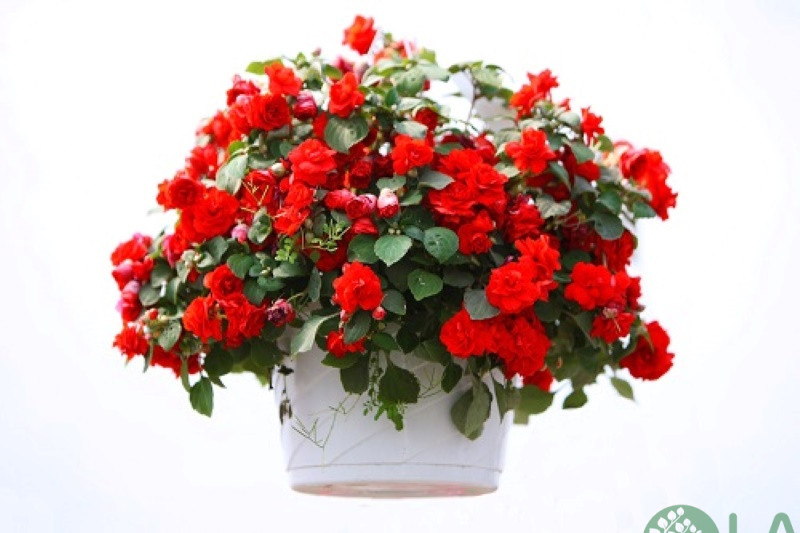 cây cảnh để bàn ngày tết cây cảnh để bàn ngày tết