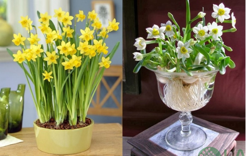 cây cảnh để bàn ngày tết cây cảnh để bàn ngày tết