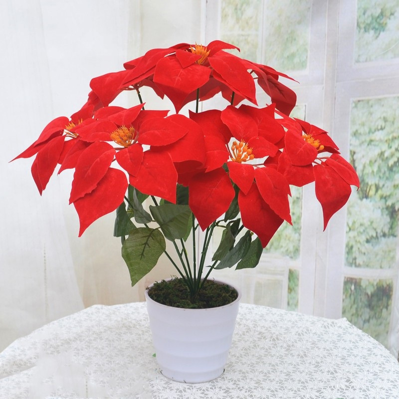 cây cảnh để bàn ngày tết cây cảnh để bàn ngày Tết