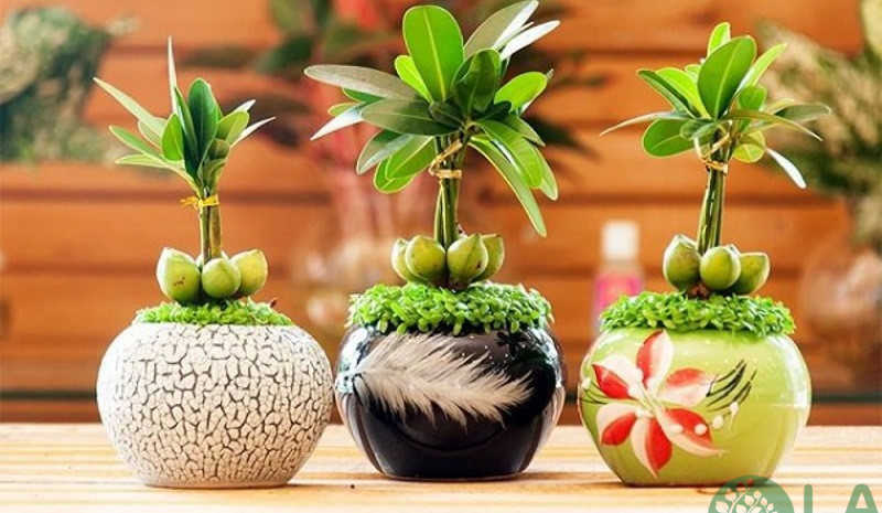 cây cảnh để bàn ngày tết cây cảnh để bàn ngày tết