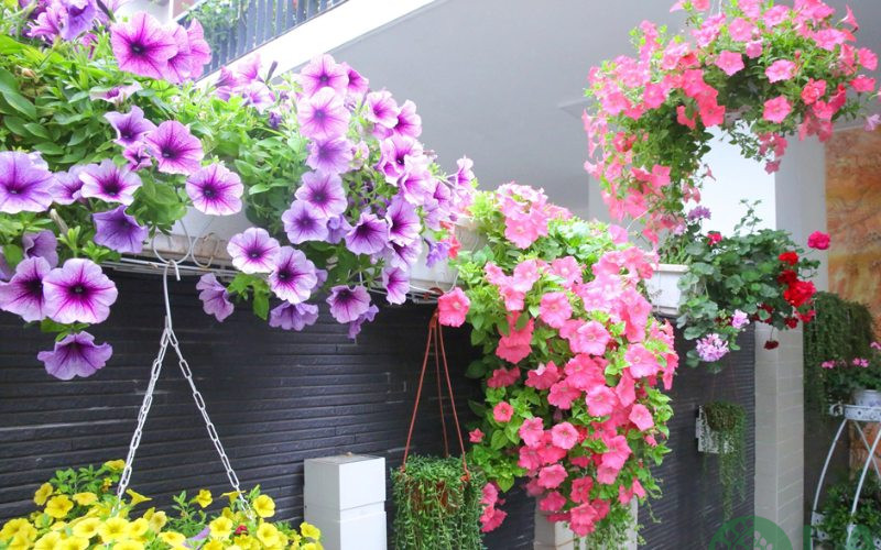 cây trồng ban công chung cư