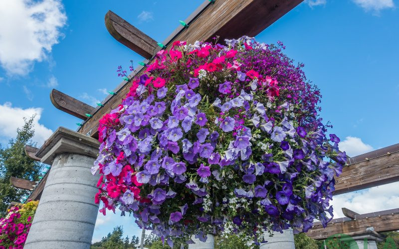 cây trồng ban công chung cư