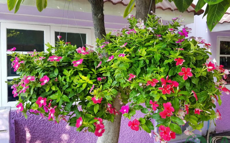 cây trồng ban công chung cư