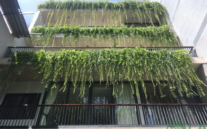 cây trồng ban công chung cư