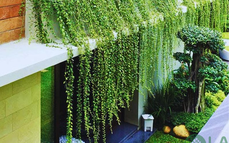 cây trồng ban công chung cư