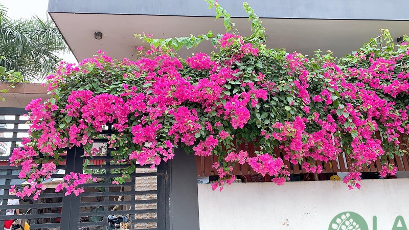 cây trồng ban công chung cư