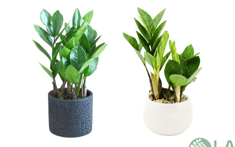 cây cảnh sân vườn biệt thự