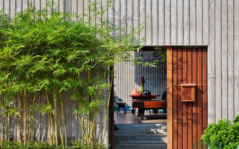 cây trồng ban công chung cư