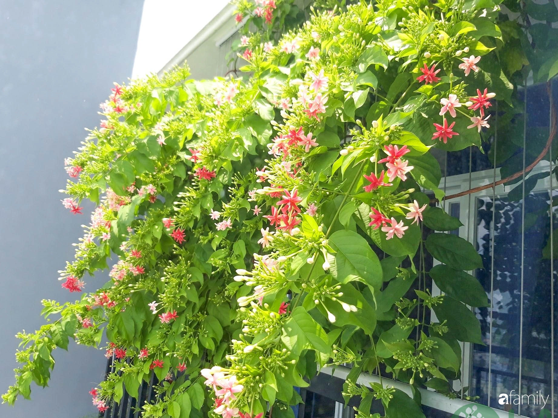 cây trồng ban công chung cư