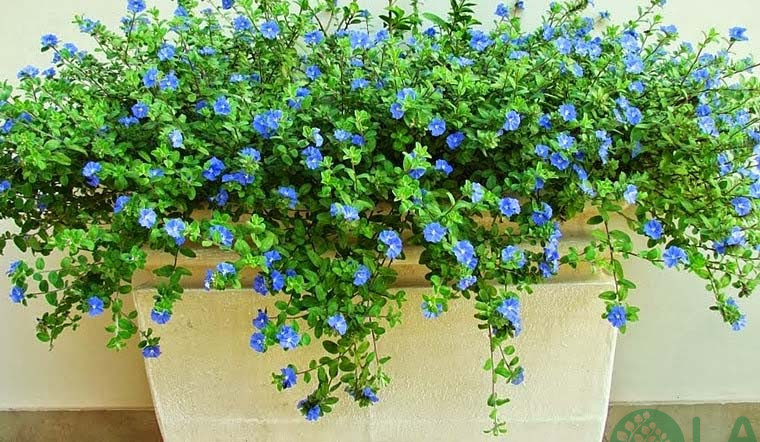 cây trồng ban công chung cư