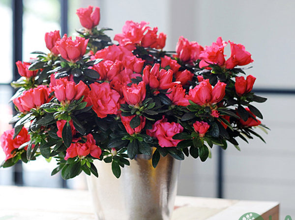 cây trồng ban công chung cư