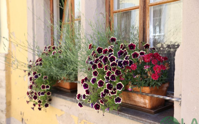 cây trồng ban công chung cư