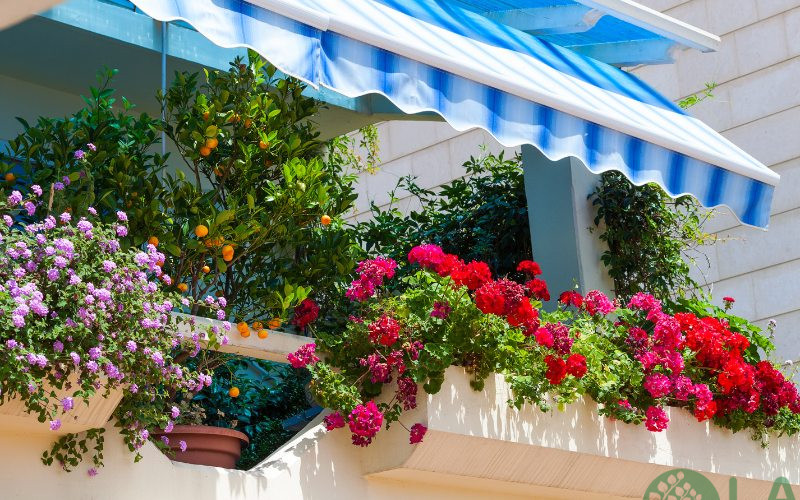 cây trồng ban công chung cư