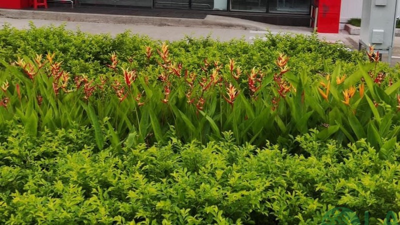 Thi công cảnh quan GO Vũng Tàu