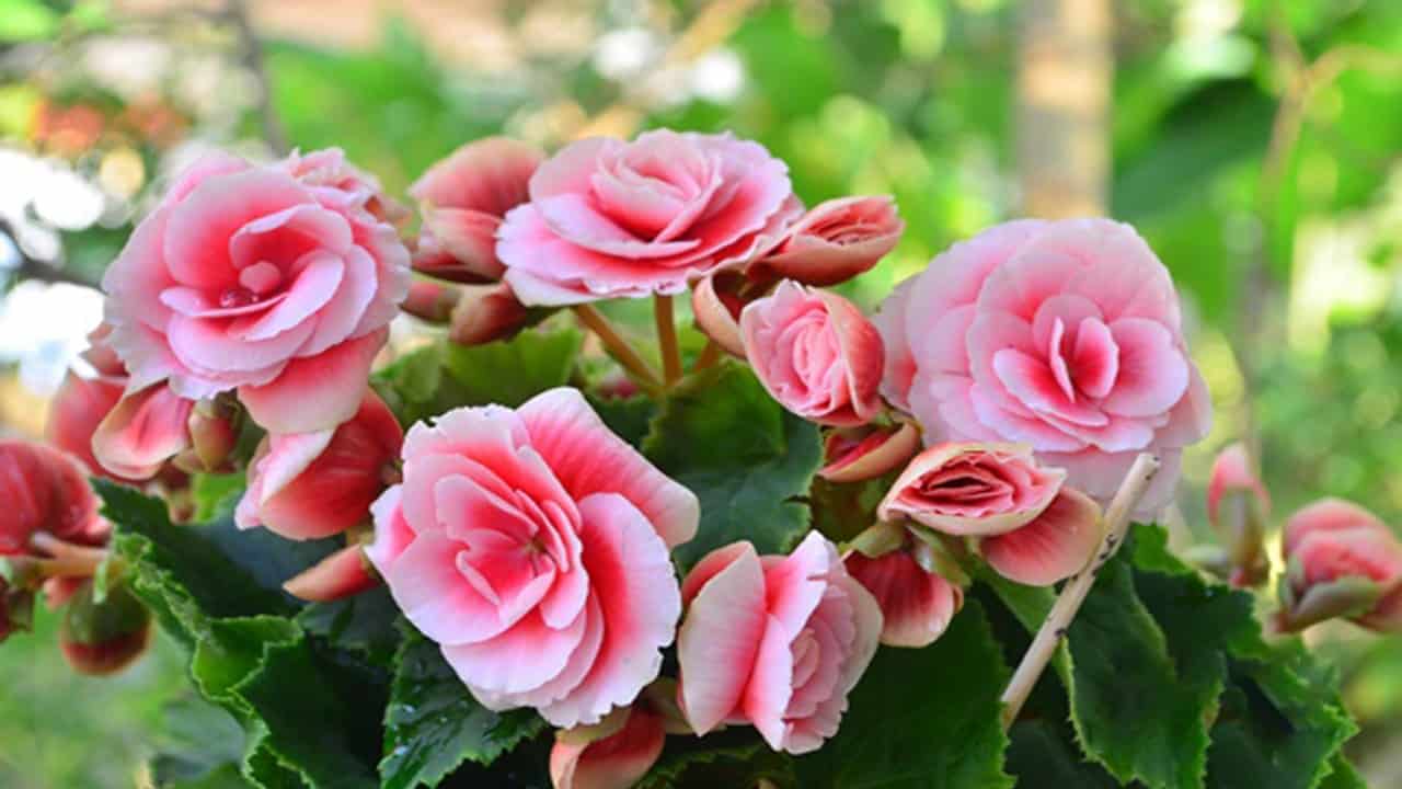 những loại cây trồng trong nhà tốt cho sức khỏe