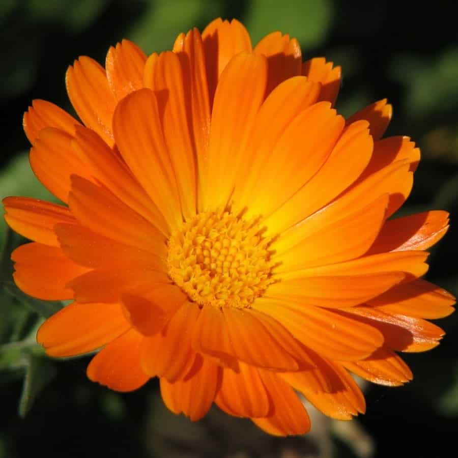 loại cây trồng trong nhà tốt cho sức khỏe