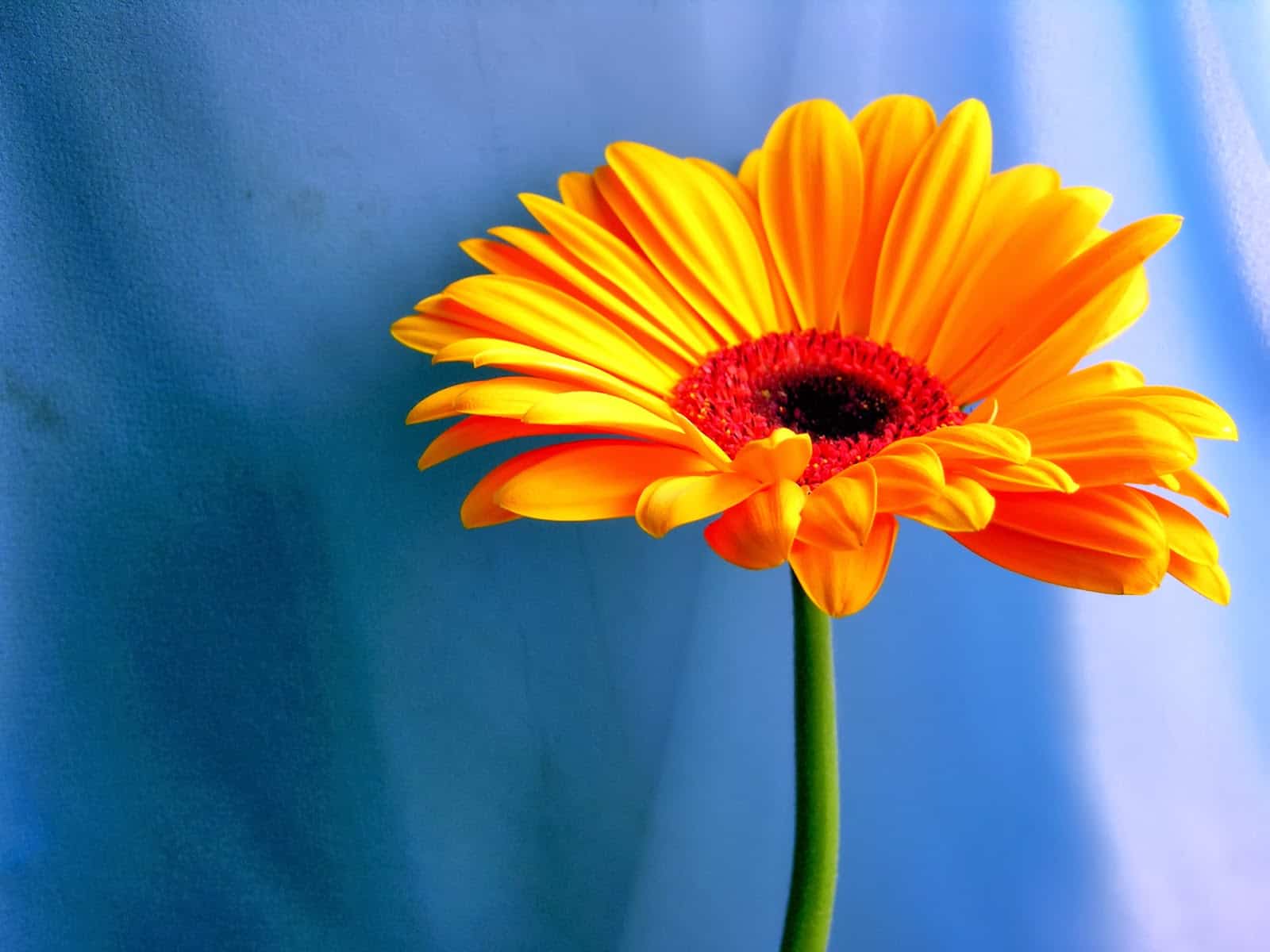 cây cảnh tốt cho sức khỏe