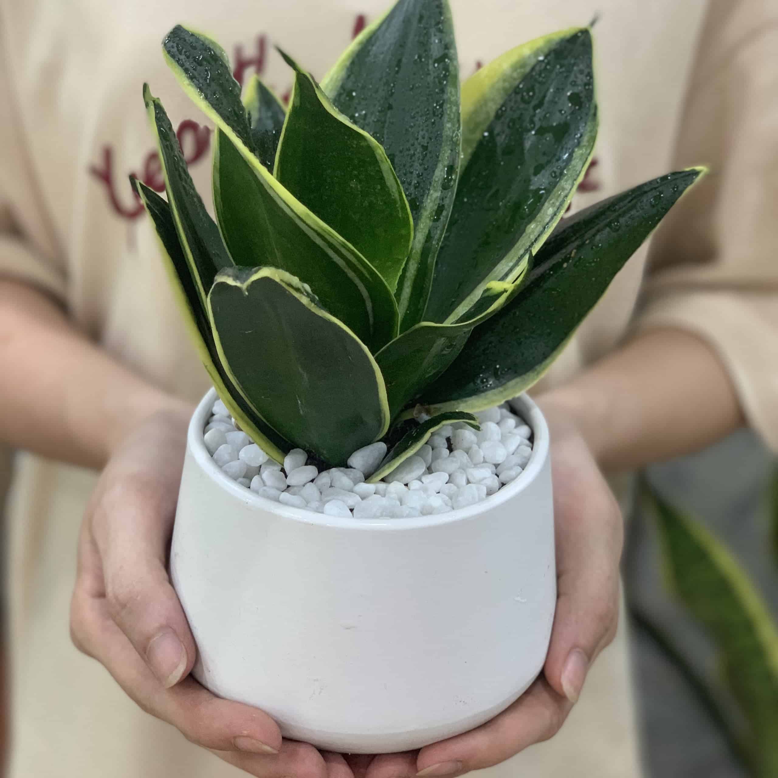 cây tốt cho sức khỏe