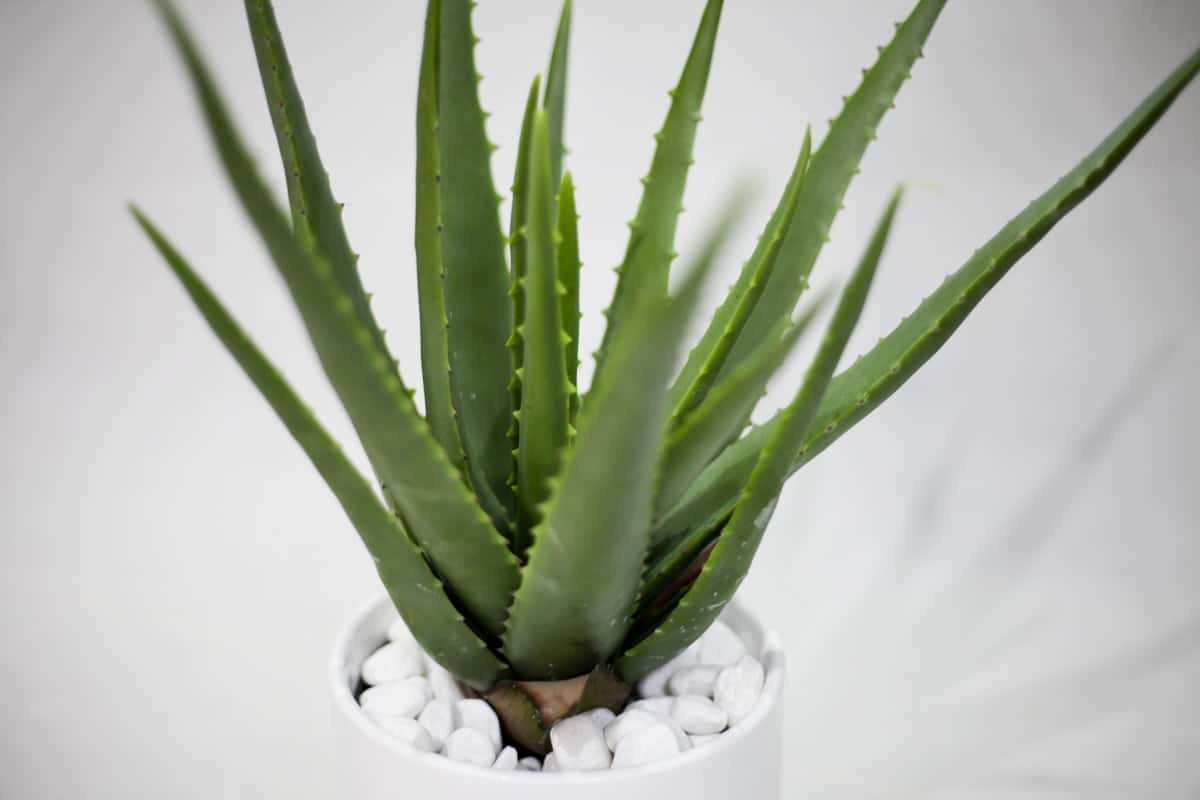 loại cây trồng trong nhà tốt cho sức khỏe