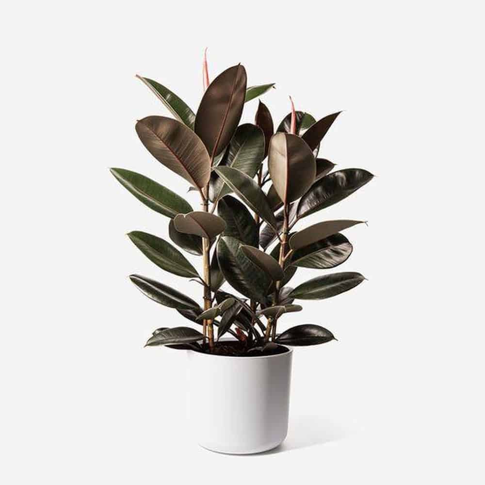 các loại cây trồng trong nhà tốt cho sức khỏe