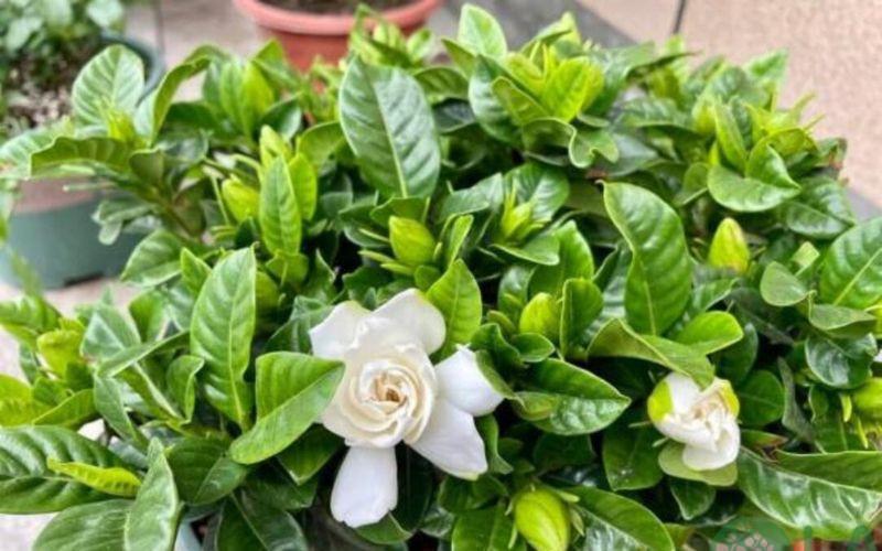 cây cảnh để nhà vệ sinh