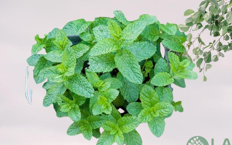 cây cảnh để nhà vệ sinh