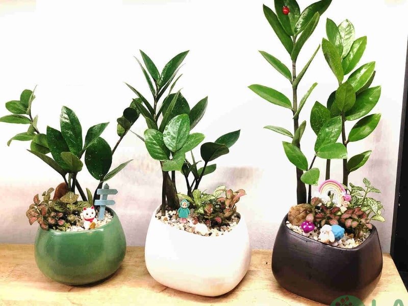 cây xanh lọc không khí