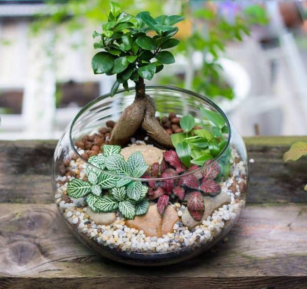 tiểu cảnh đẹp tiểu cảnh đẹp