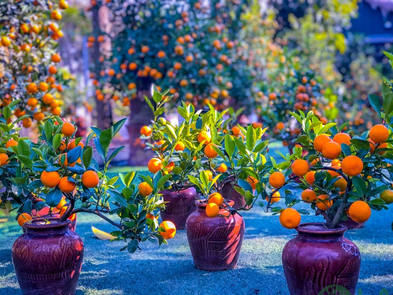 cây quất mini bonsai