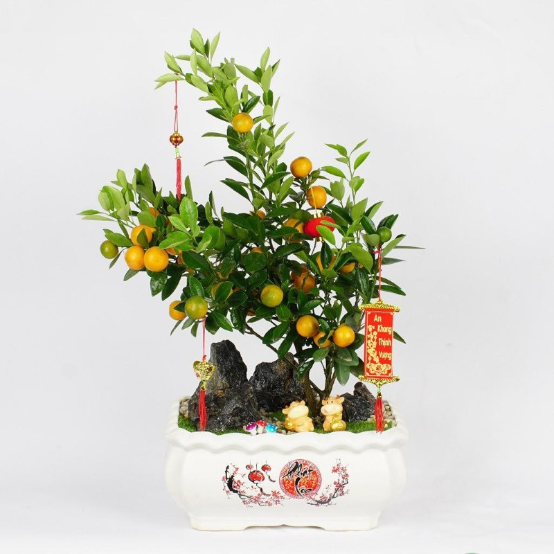 cây quất mini bonsai cây quất mini bonsai