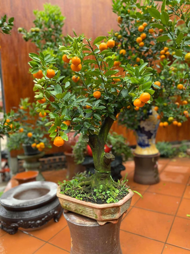 bonsai quất cảnh mini