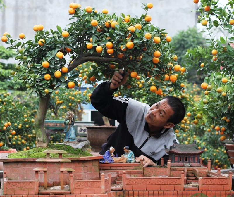 bonsai quất cảnh mini