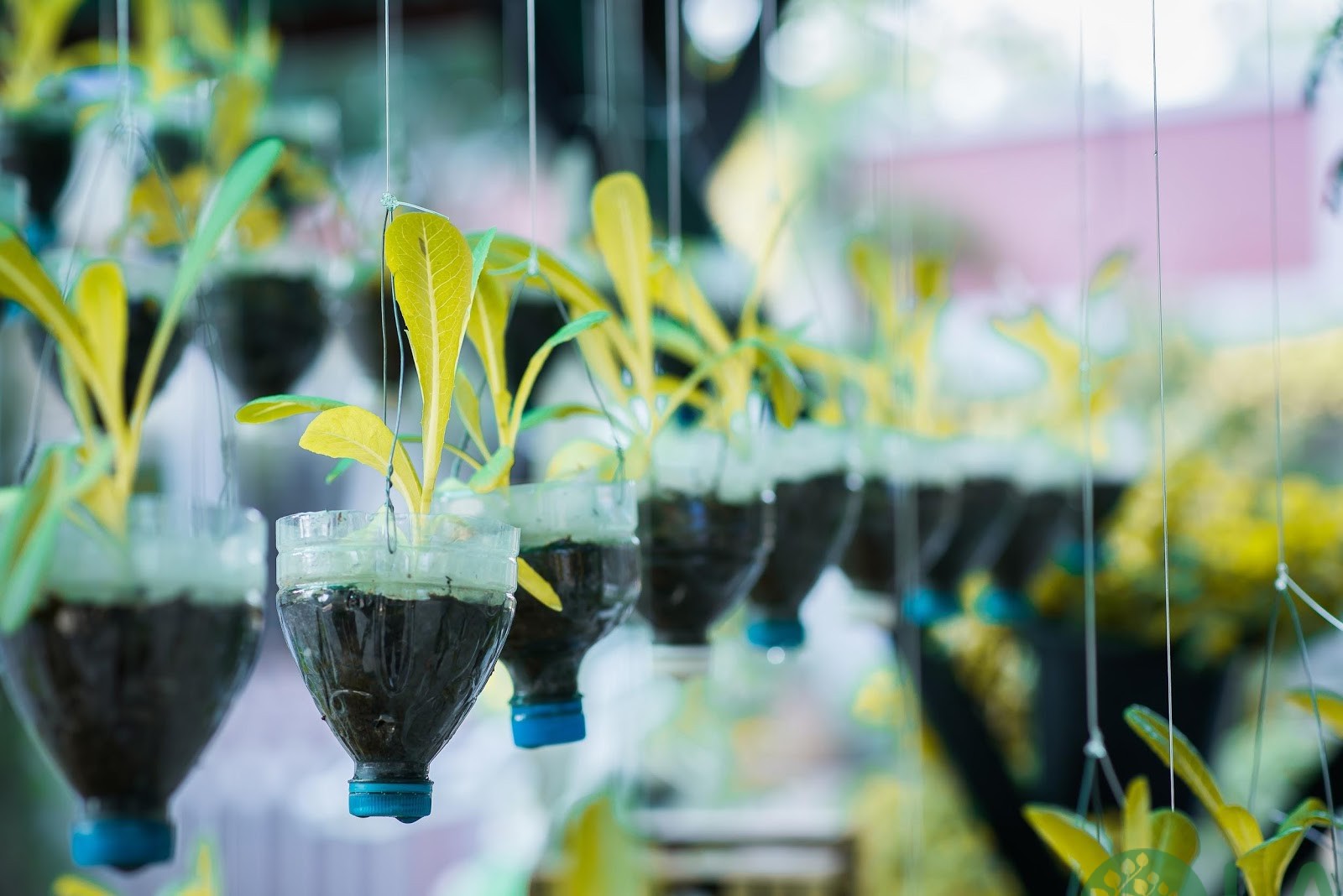 cách làm chậu cây từ chai nhựa