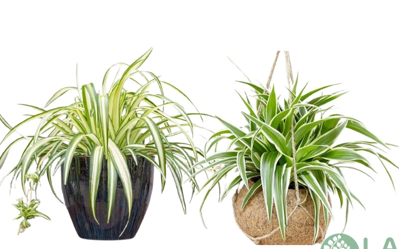 cây cảnh sân vườn biệt thự