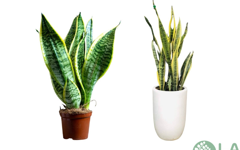 cây cảnh sân vườn biệt thự