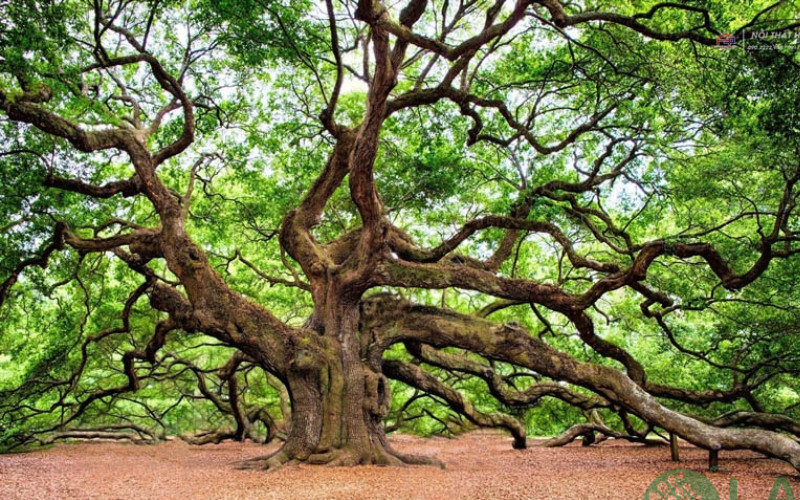 cây cảnh sân vườn biệt thự