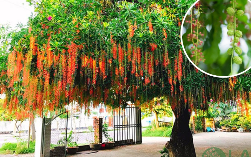 cây cảnh sân vườn biệt thự