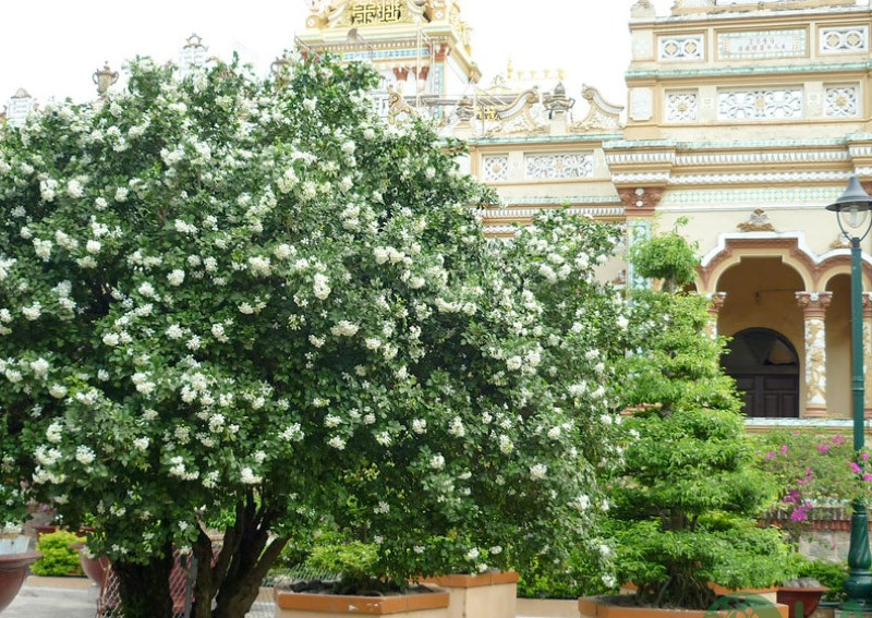 Cây cảnh sân vườn biệt thự