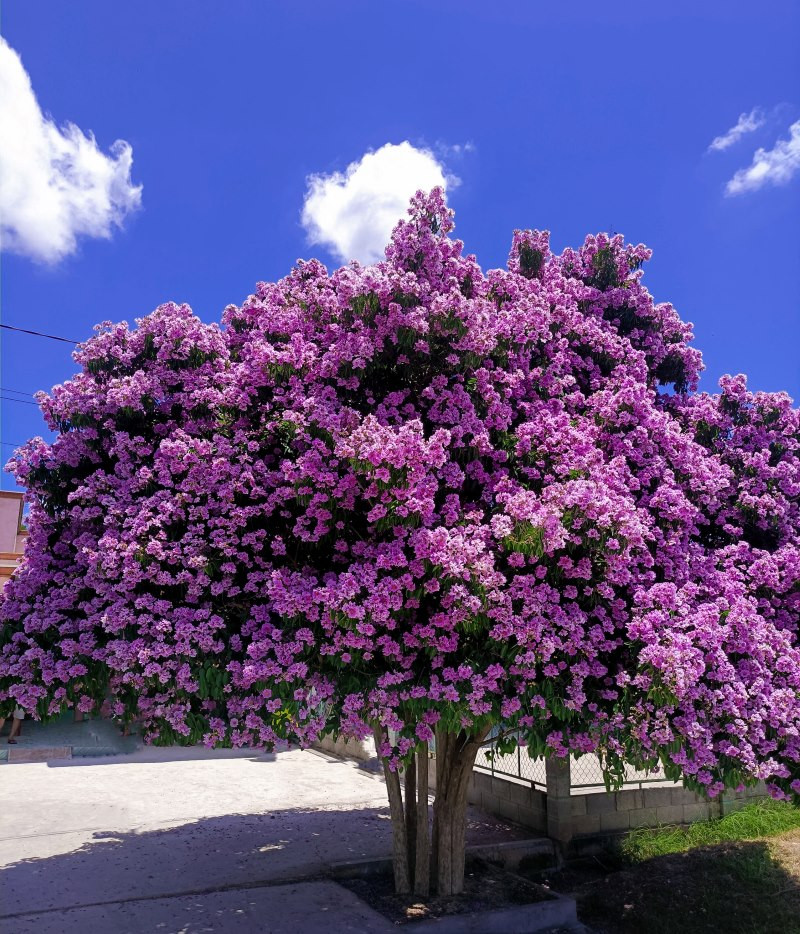 Cây cảnh sân vườn biệt thự