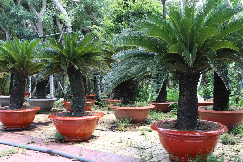 cây cảnh vườn biệt thự