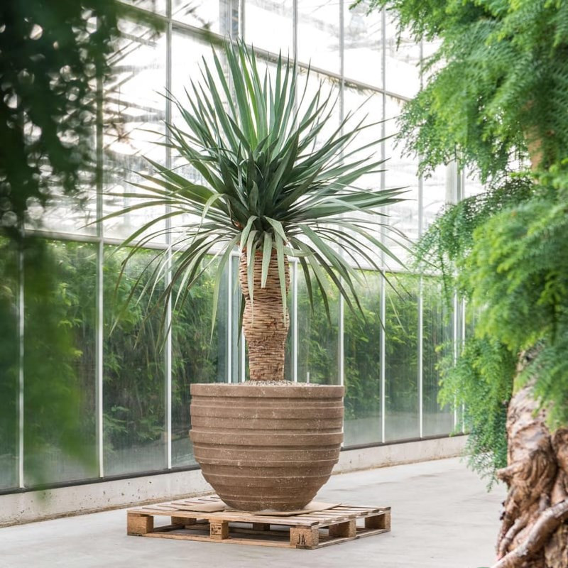 Cây cảnh sân vườn biệt thự